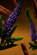معطر الغرف بلاك عود اند باتشول - ذا ريتوال اوف عود