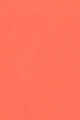 32 Orange Tulipe
