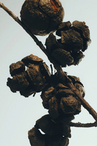 شمعة بلو سايبريس معطرة