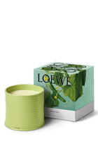 شمعة كيوكمبر معطرة