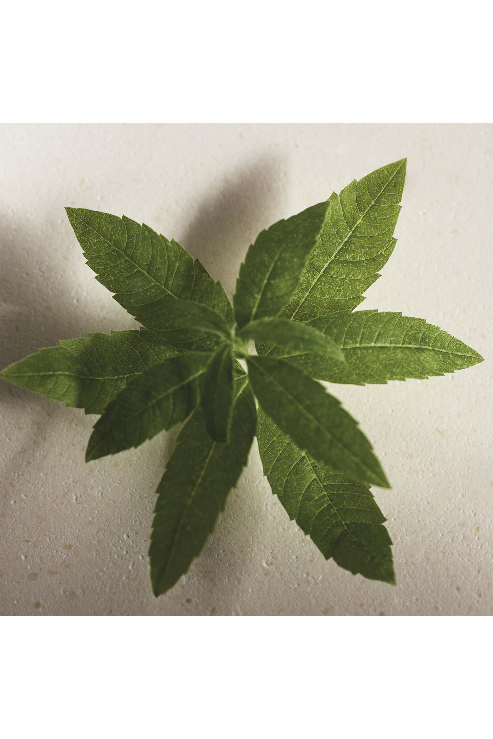 أو دو بارفان أتيليه دي فلور فيربينا