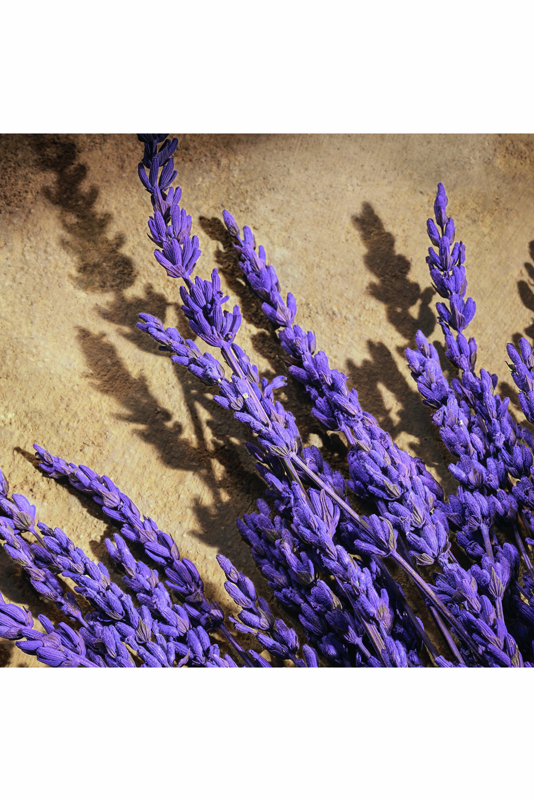 عطر ديفوشن للرجال