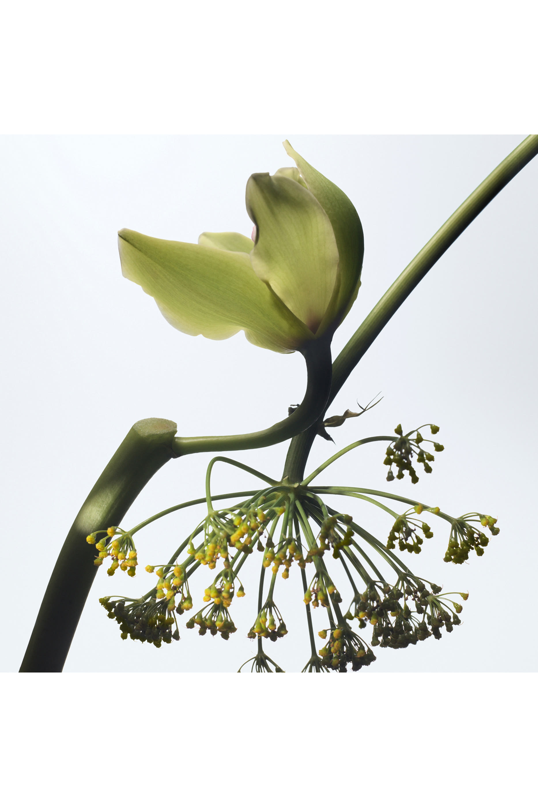 أو دو بارفان فانيل كاموفلاج