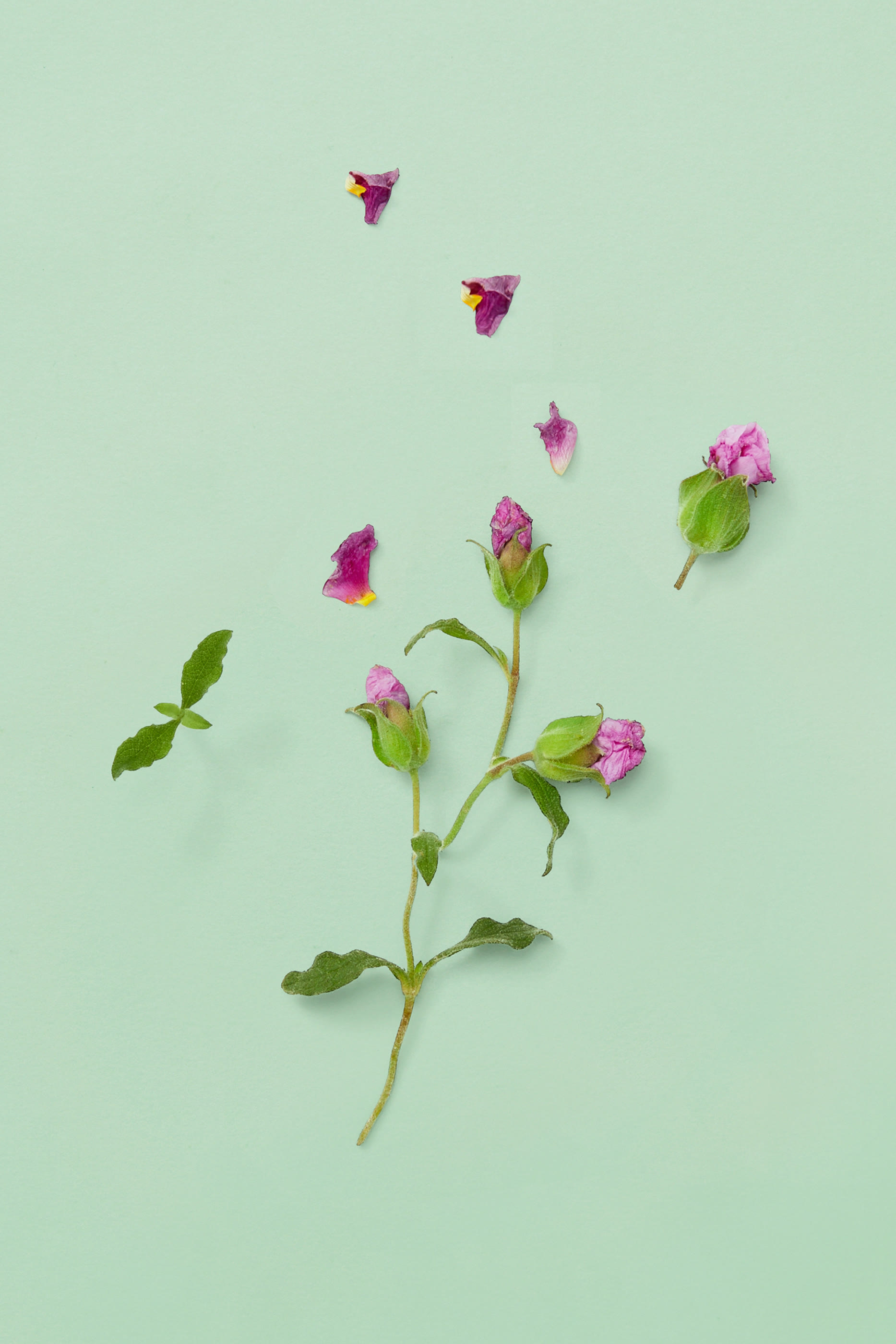 عطر غيلتي للرجال