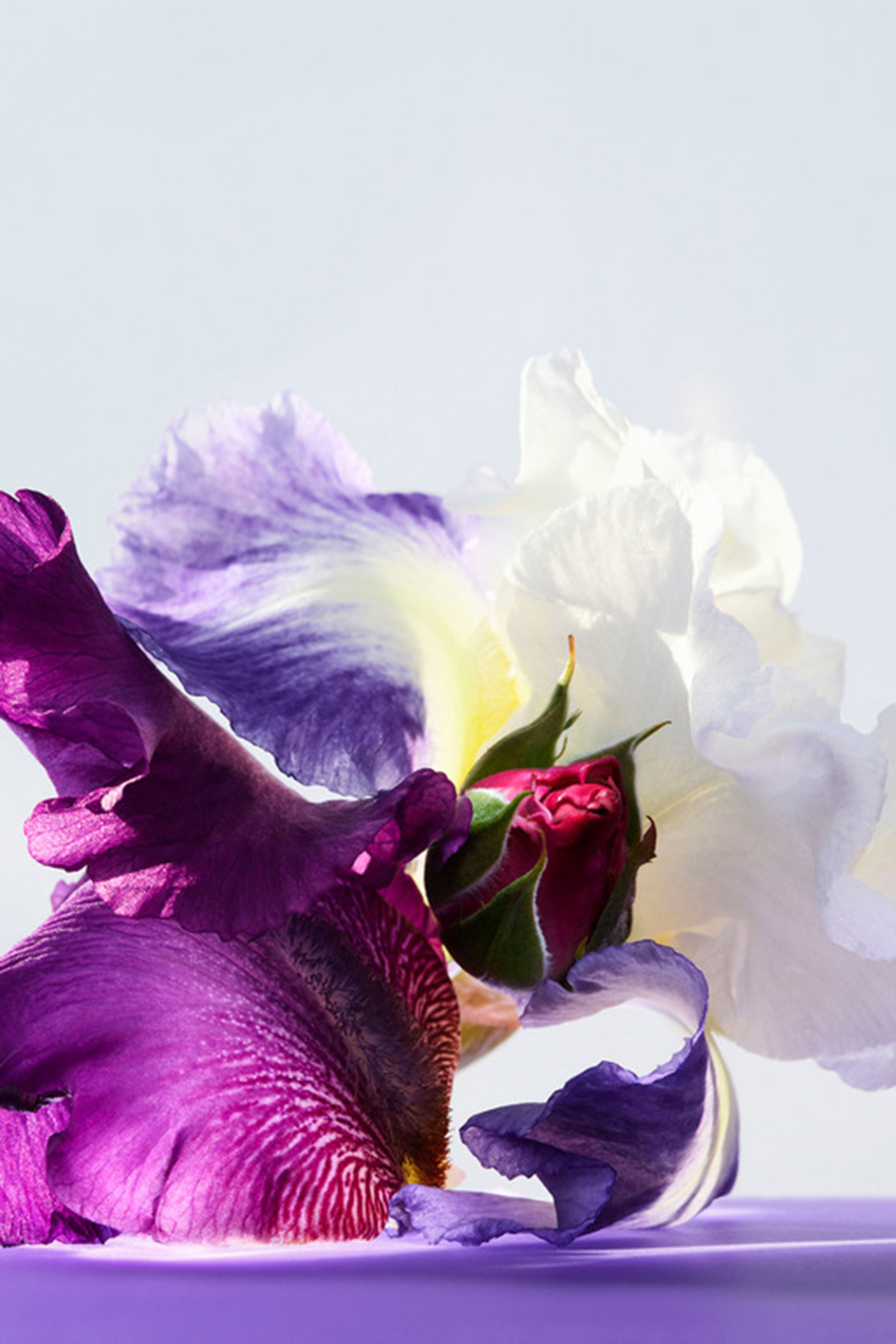 أو دو تواليت أومنيا أميثيست