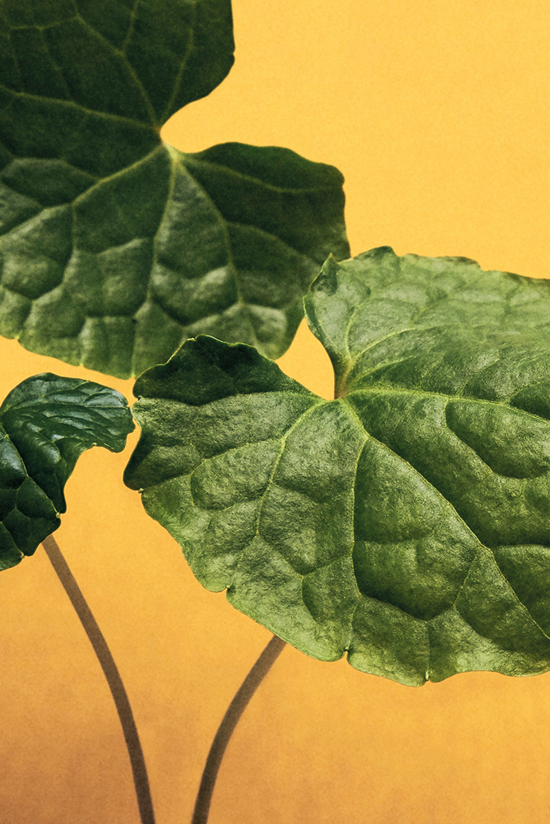 شمعة معطرة وسابي بتصميم عامل شموع