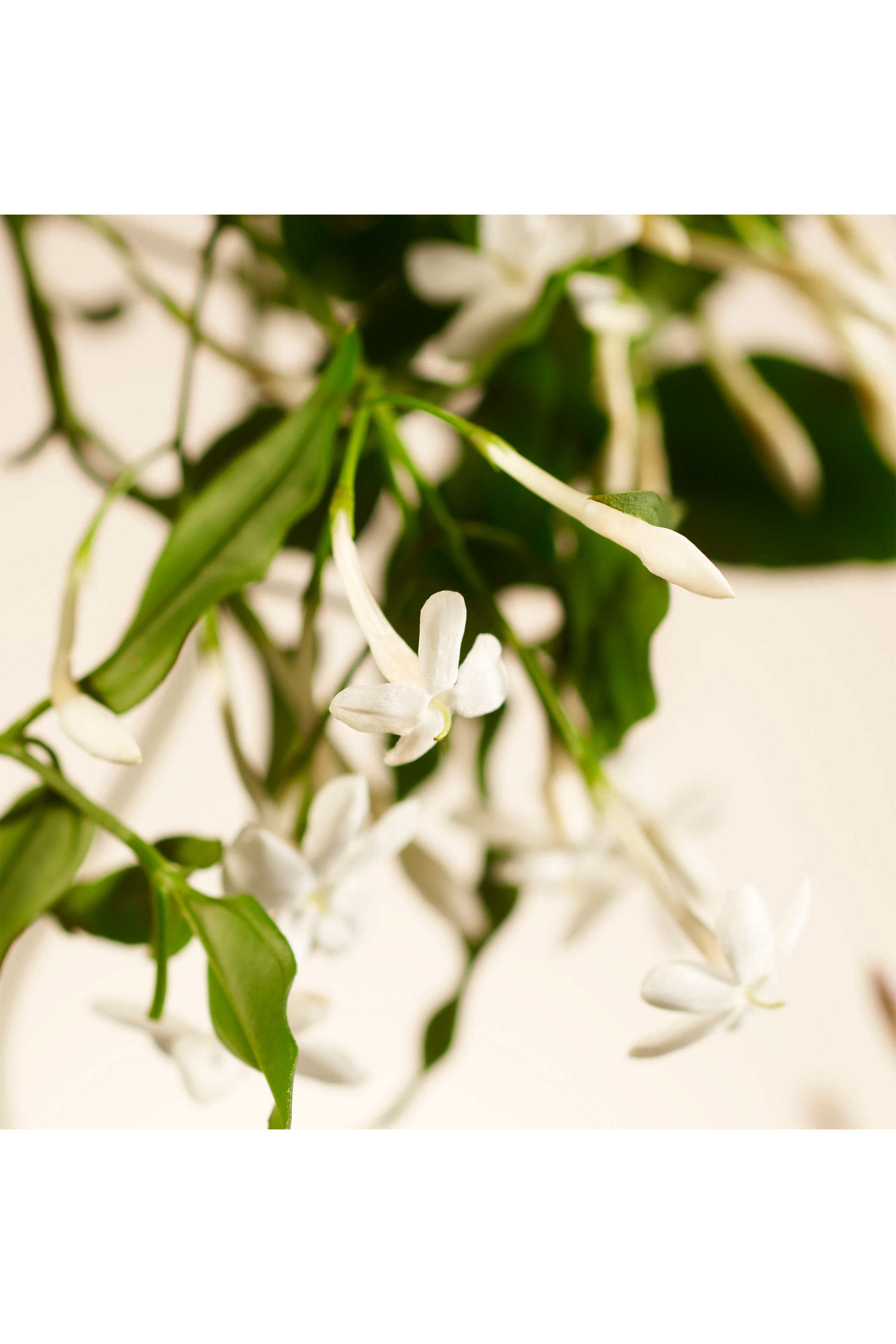 أعواد موزع عطر سويت جاسمين