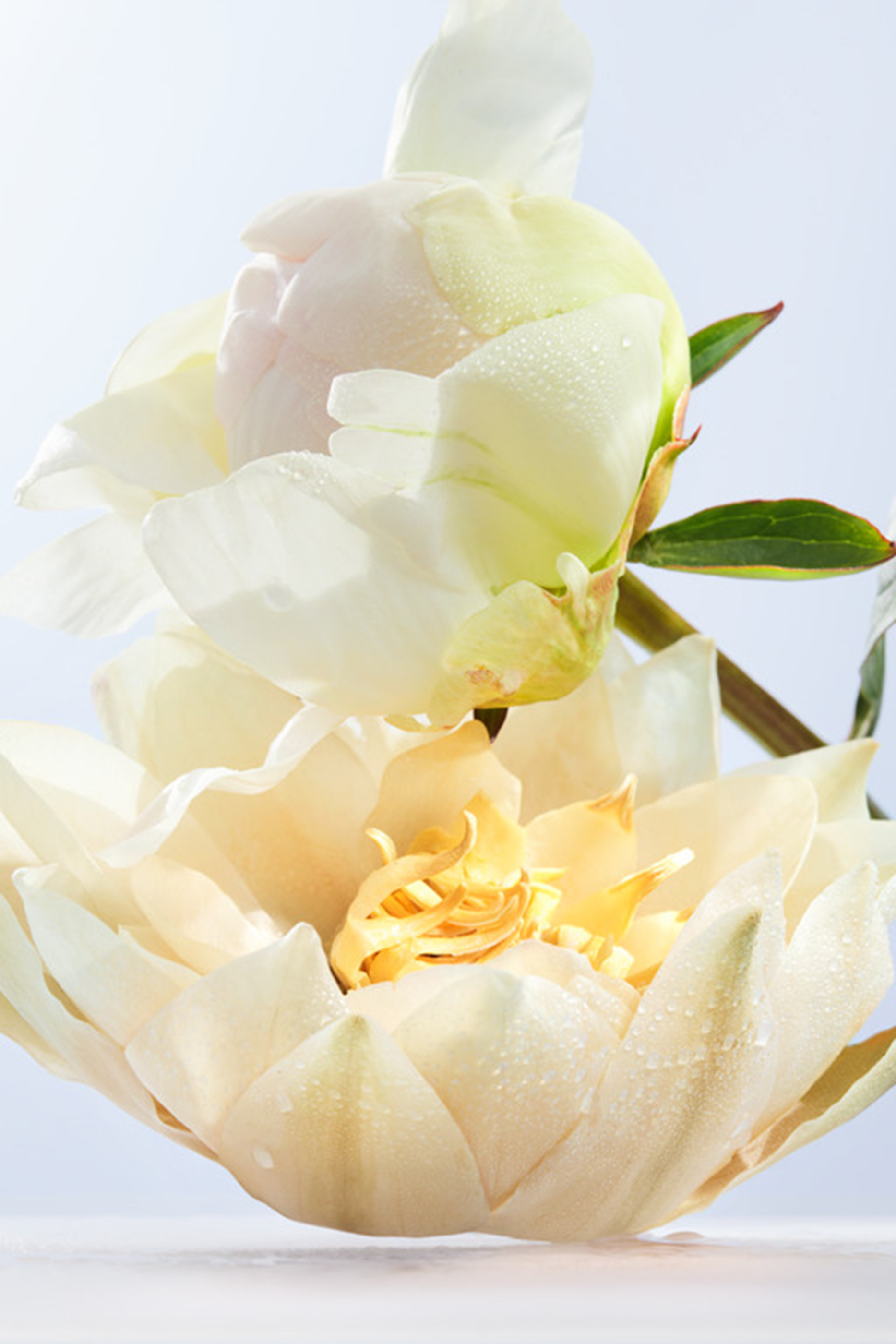 أو دو تواليت أومنيا كريستالين