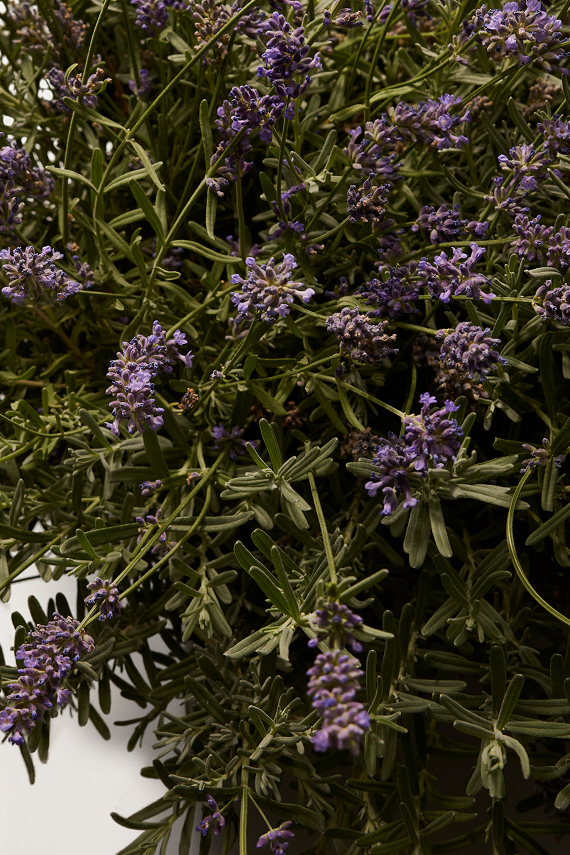 أو دو بارفان دي جي في اي بي 3