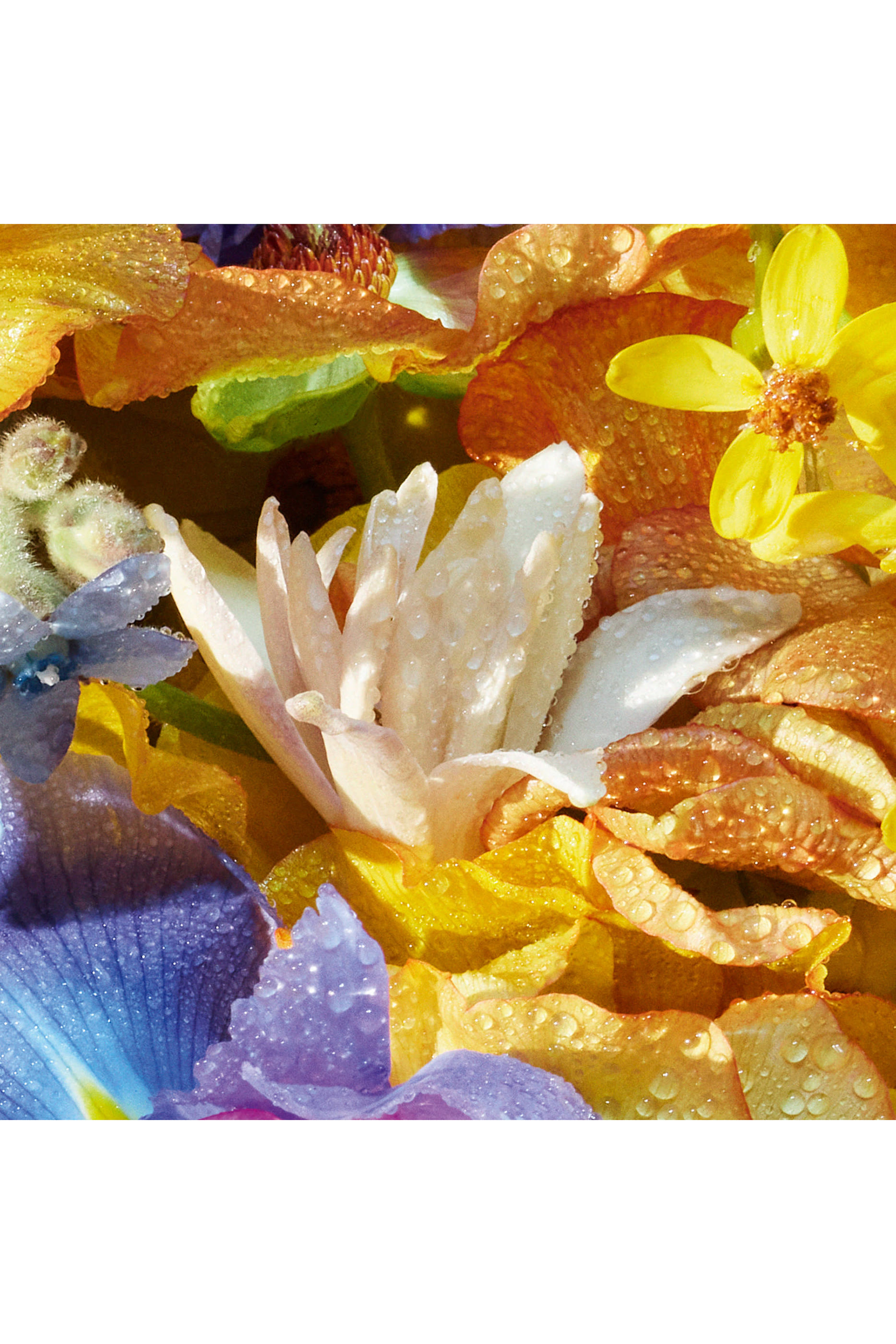 أو دو تواليت أكوا أليجوريا فلورابلوم