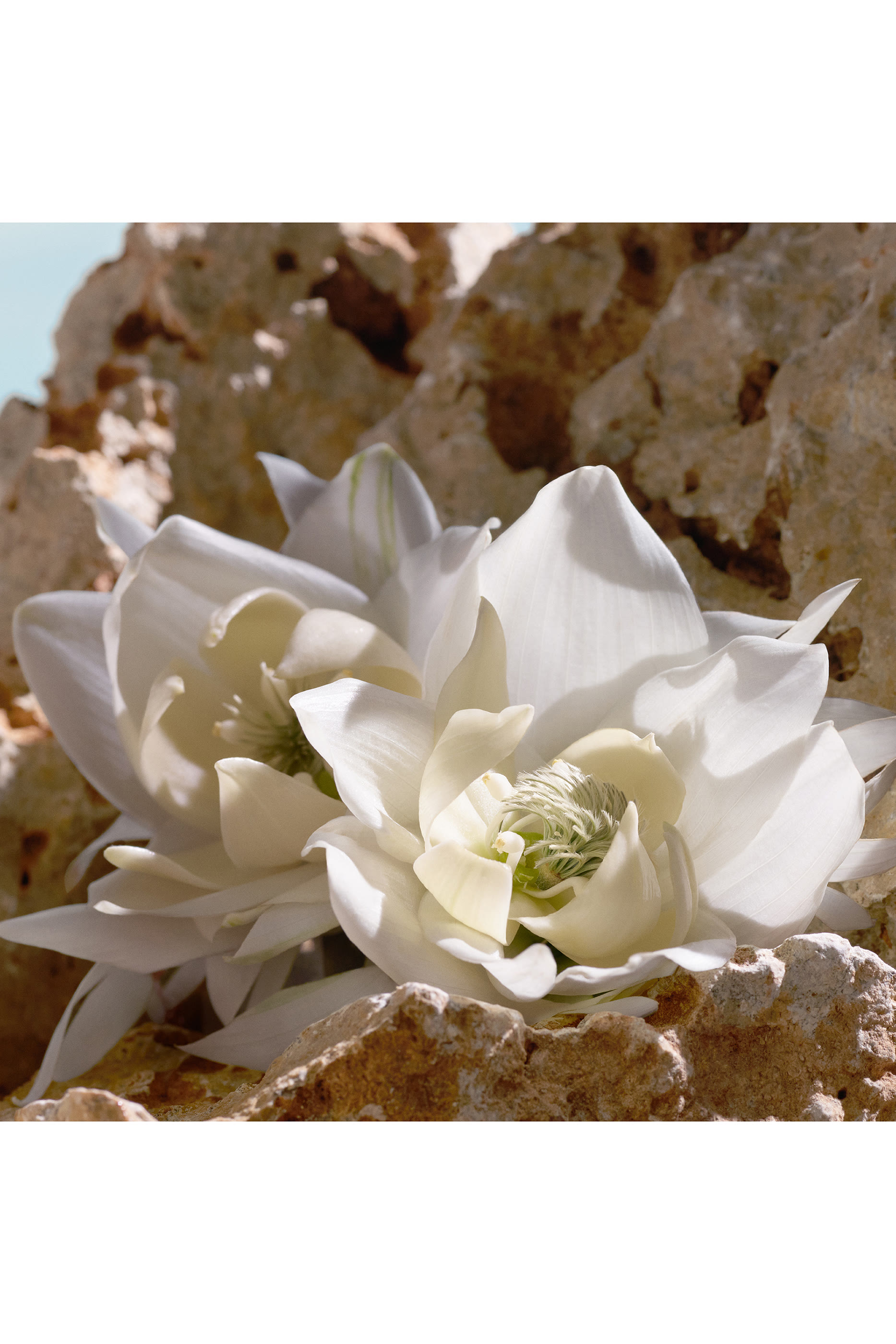 أو دو بارفان كيو إلكسير