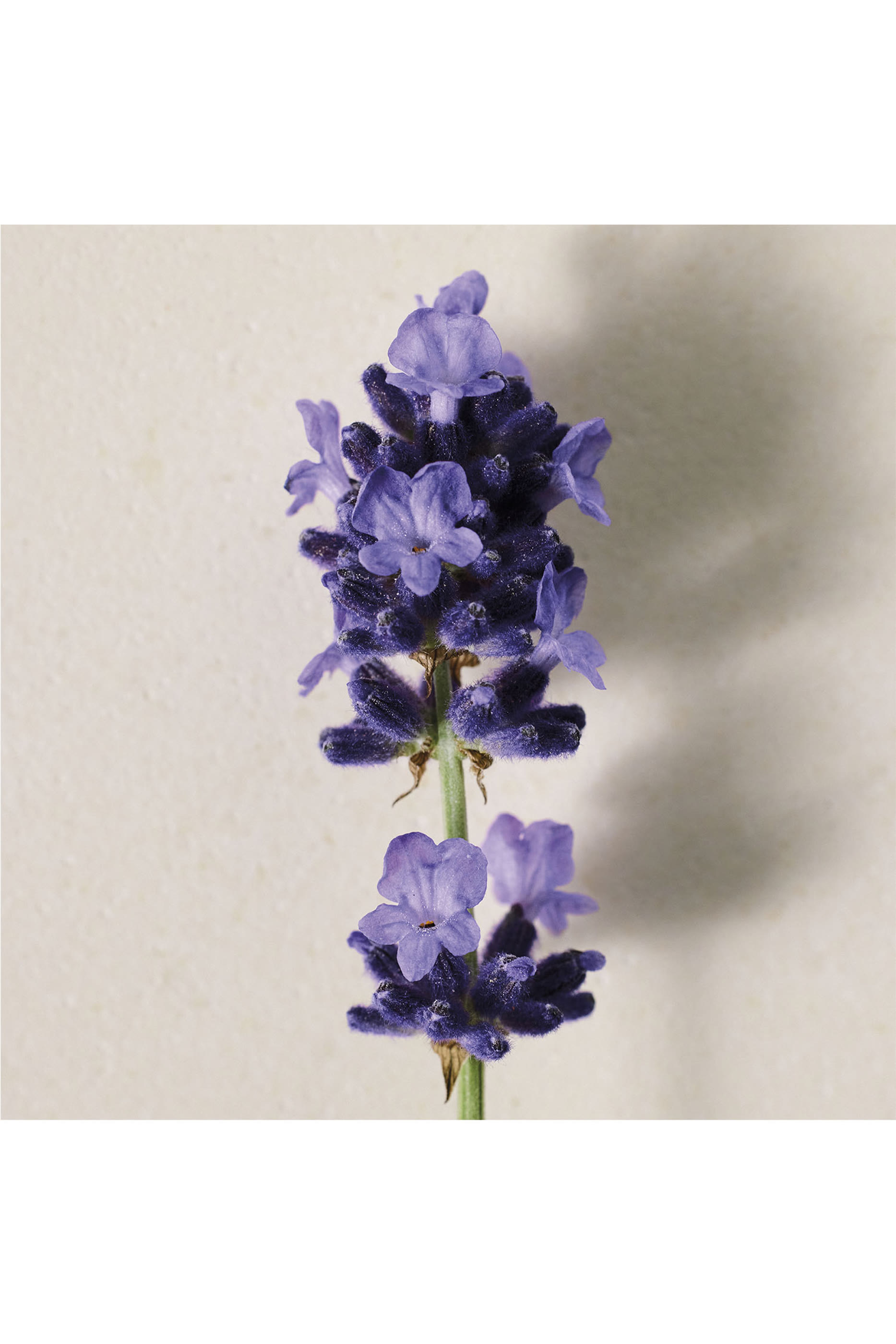 أو دو بارفان أتيليه دي فلور لافاندا