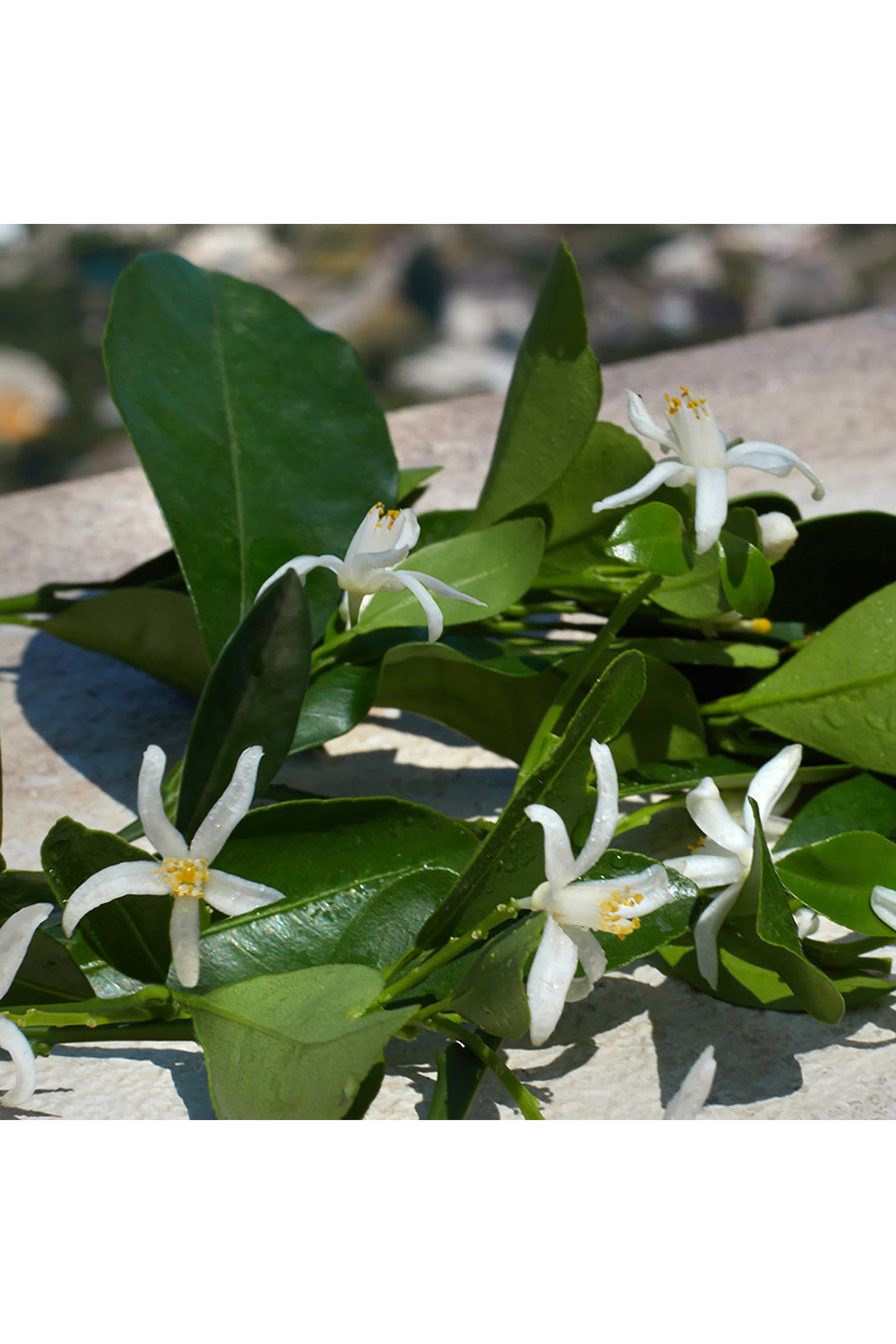 أو دو بارفان ديفوشن