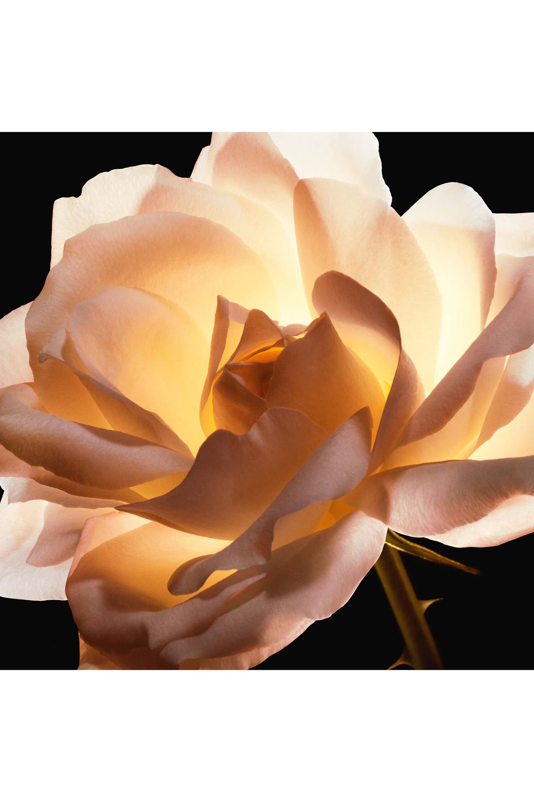 كريم أساس ديور بريستيج لو كوشن تينت دي روز