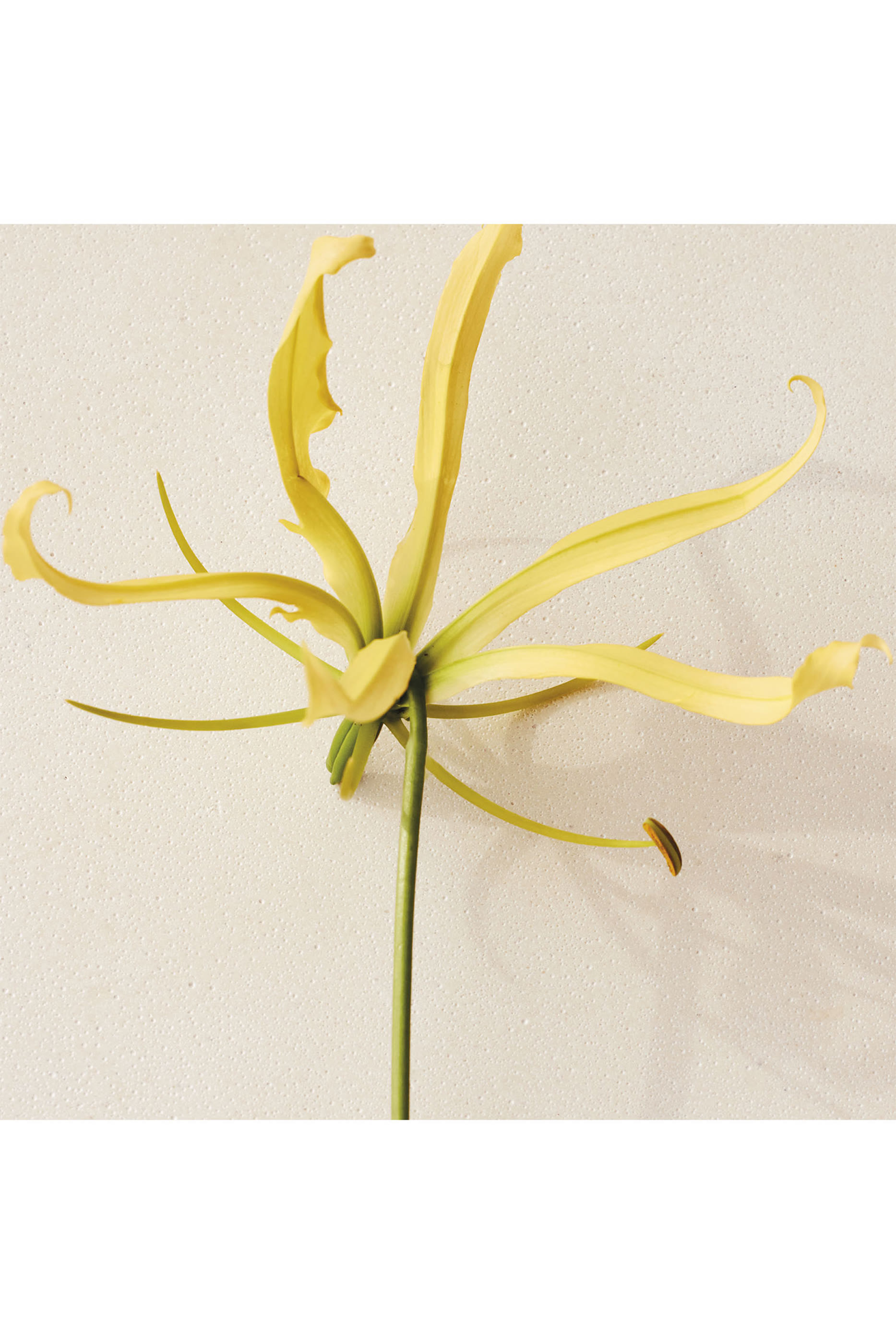 أو دو بارفان أتيليه دي فلور يلانج كانانغا