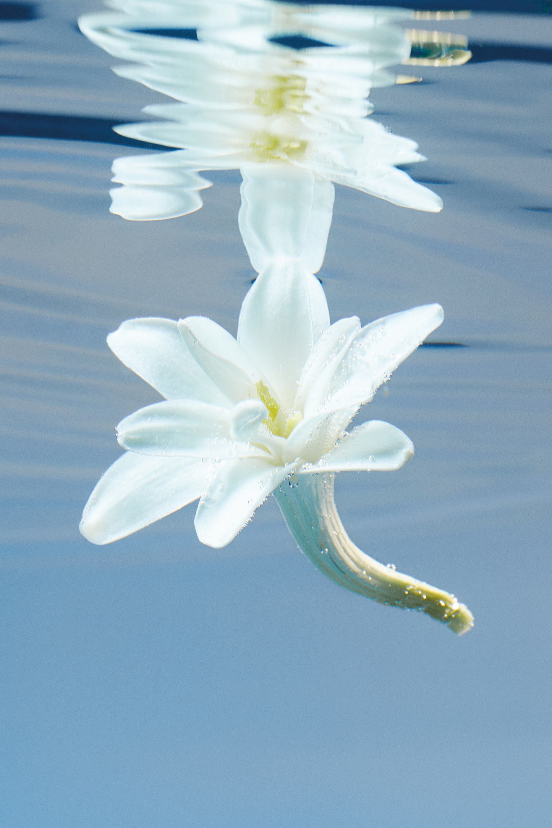 أو دو بارفان مركز بلوم‏