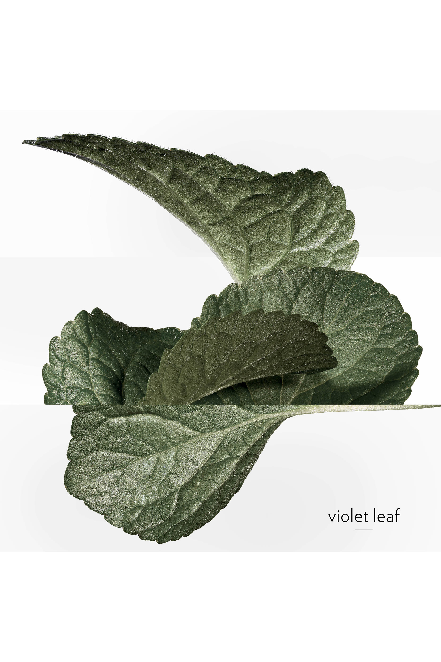 أو دو تواليت Violette Volynka