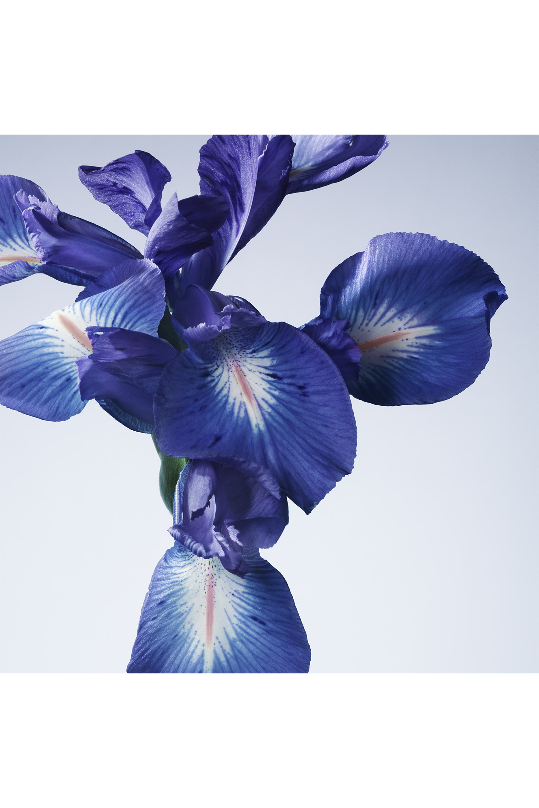 أو دو تواليت برايف إيريس بلو