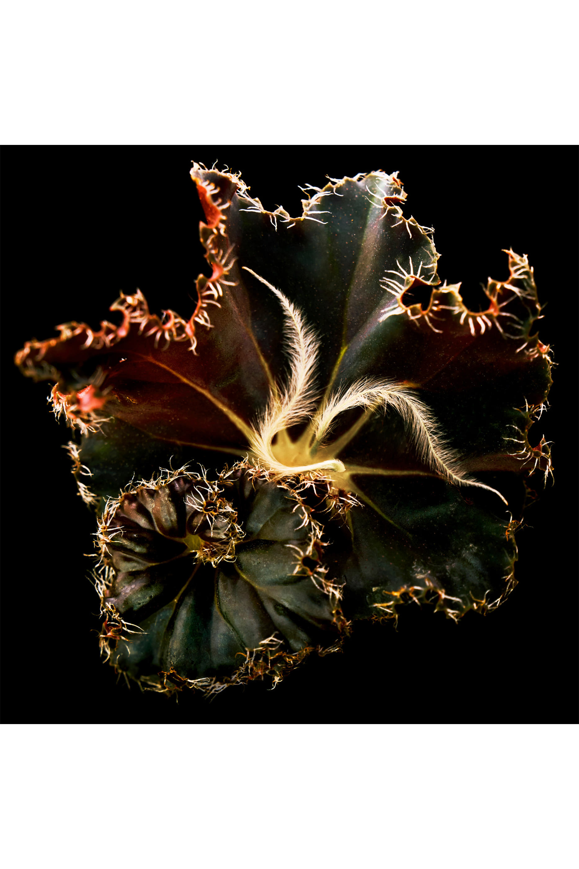 أو دو بارفان موهافي غوست أبسولو