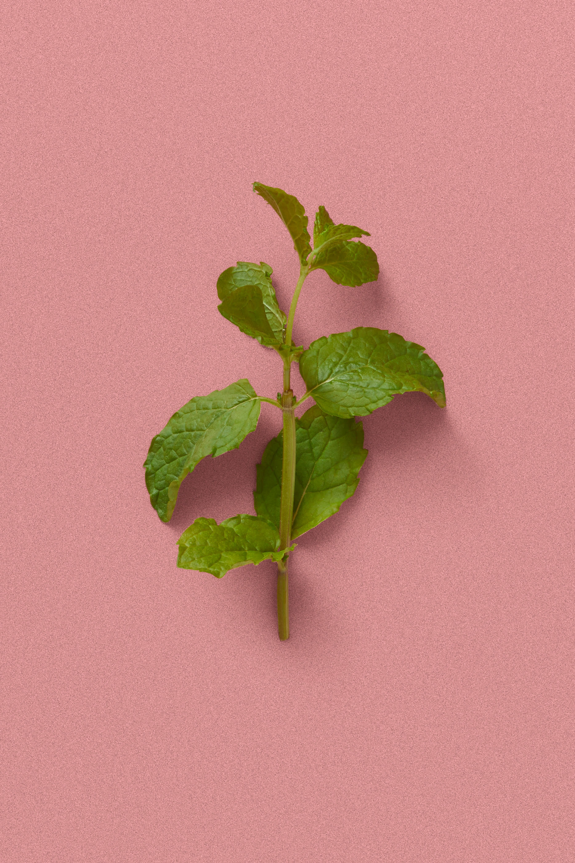 أو دو بارفان ذا ألكيميست غاردن أ جلومينغ نايت