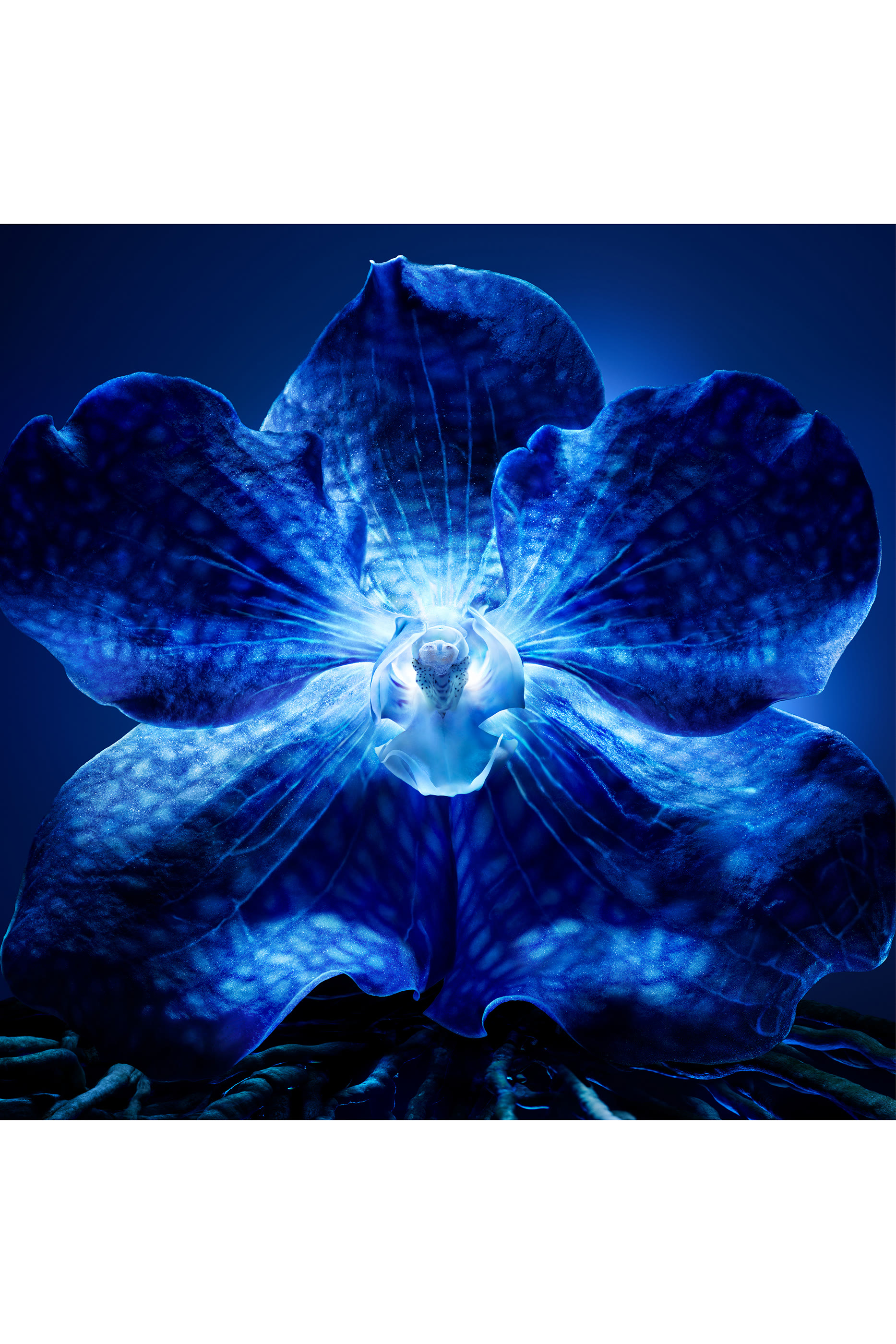 كريم أوركيديه إمبريال ذا لونغيفيتي